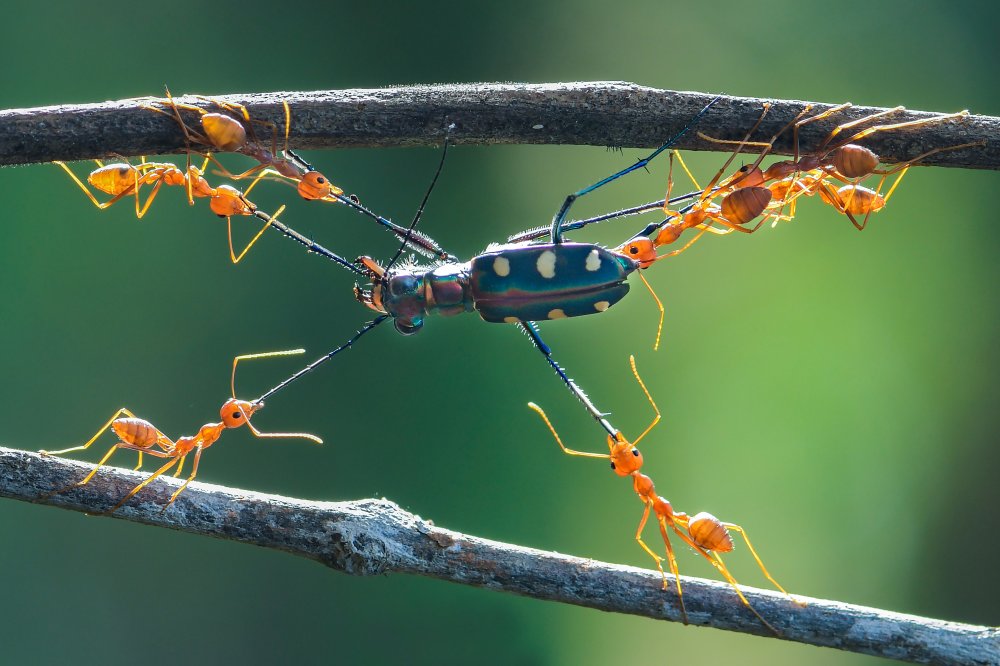 teamwork von Ajar Setiadi