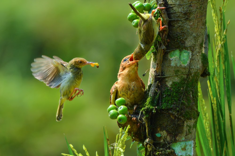 collaboration to feeding line for offspring von Ajar Setiadi