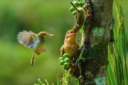 collaboration to feeding line for offspring