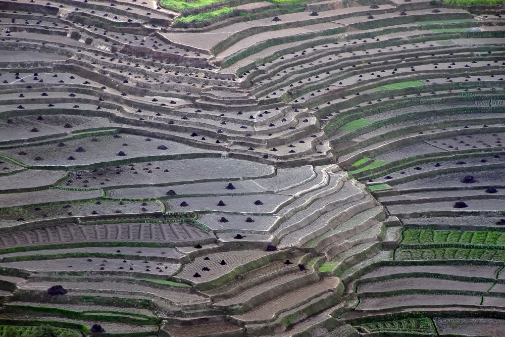 Terrace fields von Ajay Pant