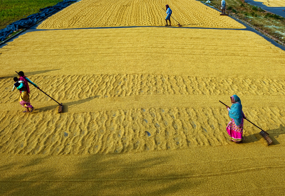 Rural Life von Ajit Kumar Majhi