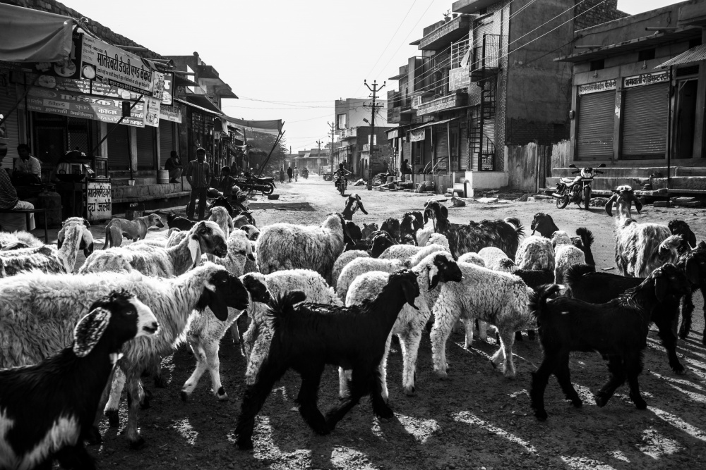 A Flock of Sheep in Rohet Village von Ajit Rana