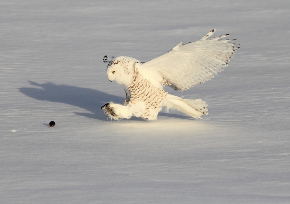 Snowy Owl and a Mouse von Akihiro Asami