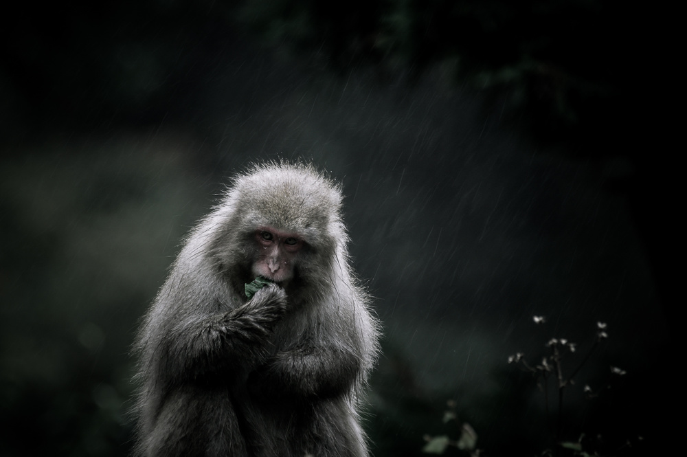 Rainy Day von Akihiro Shibata