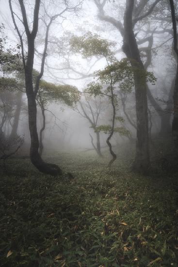 forest of Mist