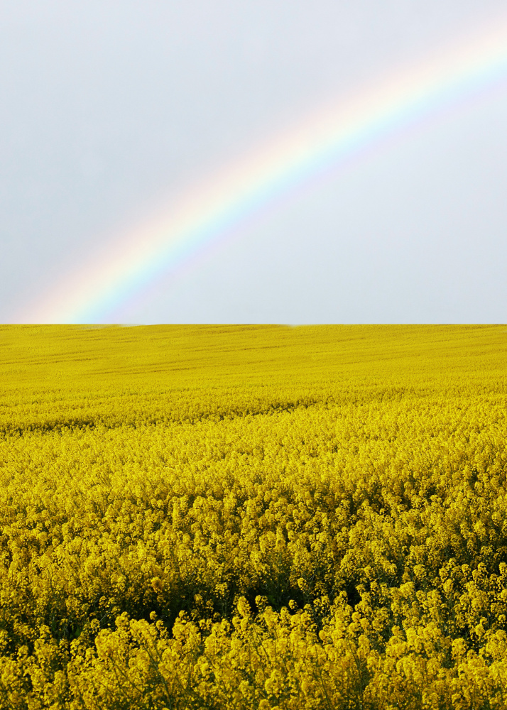 Field Yellow Flowers Rainbow von Al Barizi