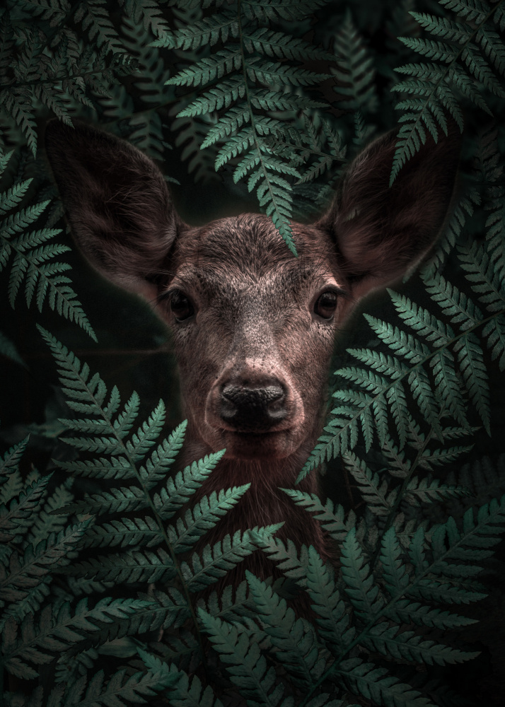 Deer In Ferns von Al Barizi