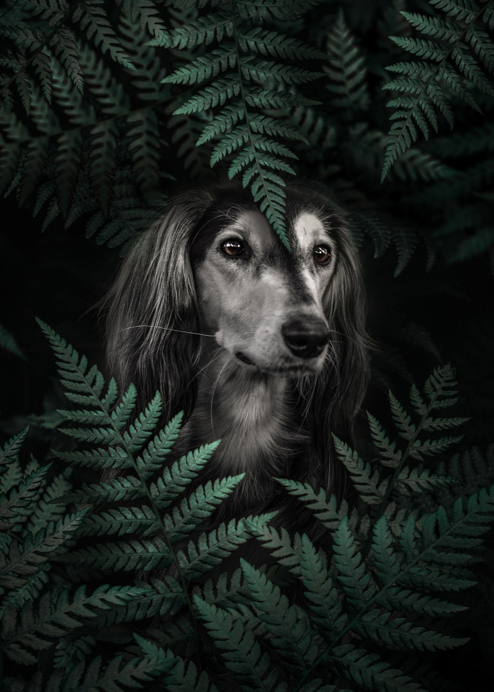 Dog Dachshund In Ferns von Al Barizi