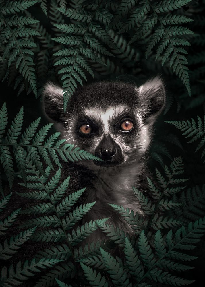 Lemur In The Forest von Al Barizi