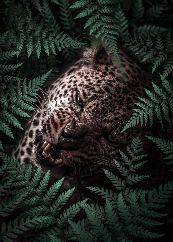 Leopard In Ferns von Al Barizi