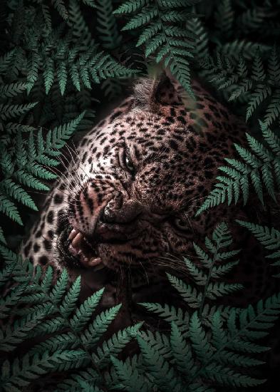 Leopard In Ferns