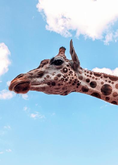 Polkadots Giraffe Head