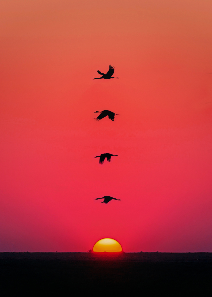 Sunset Birds von Al Barizi