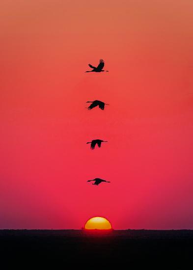 Sunset Birds