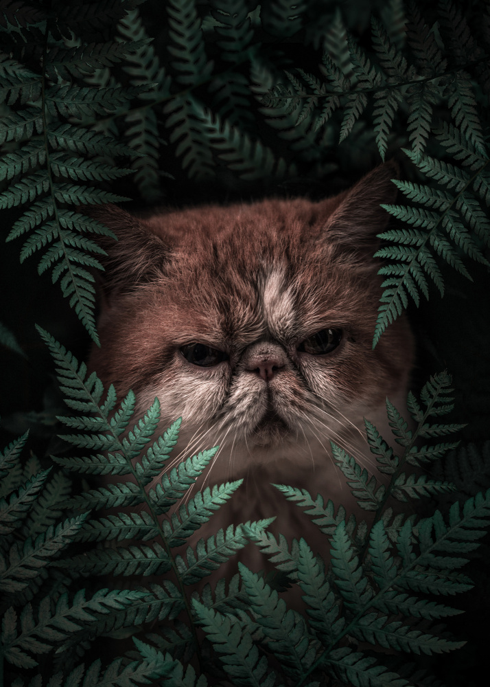 Peaknose Cat In Ferns von Al Barizi