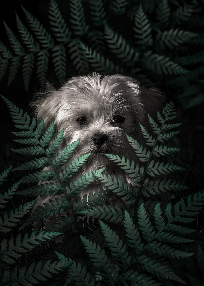 Puppy In The Ferns von Al Barizi