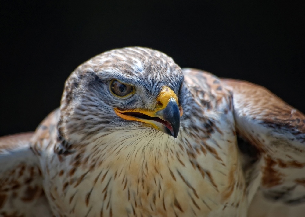 Red-tailed Hawk von Alain Turgeon