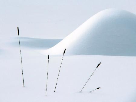 Still life in Winter