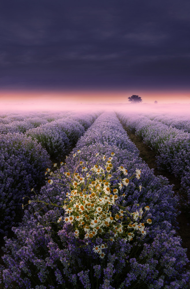 Lavender Dream von Albena Markova