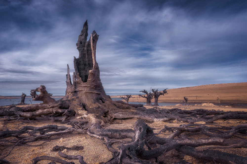 Under water tree von Alberto Alonso