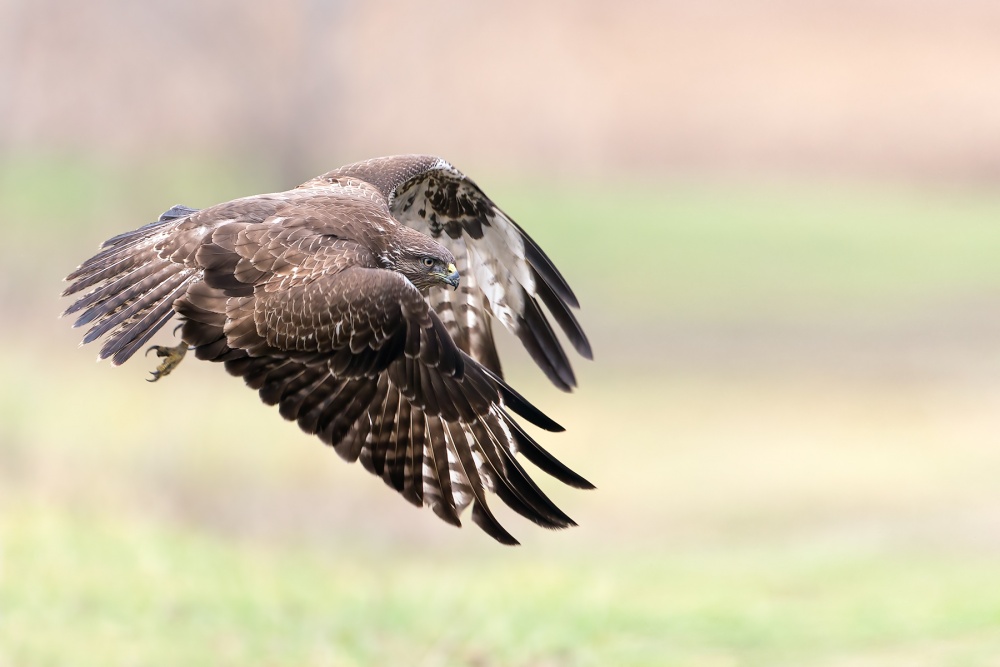 I fly away von Alberto Carati