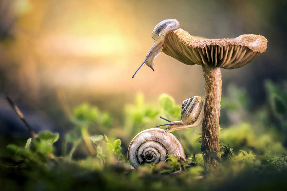 Das Erwachen von Schnecken von Alberto Ghizzi Panizza