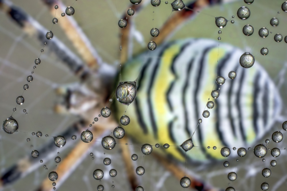 The mirror of the spider von Alberto Ghizzi Panizza