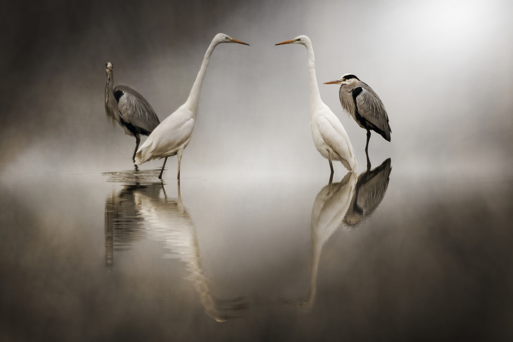 Challenges in the snow von Alberto Ghizzi Panizza