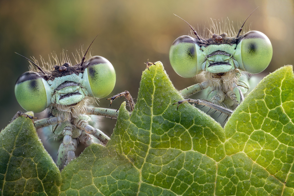 Side by side von Alberto Ghizzi Panizza