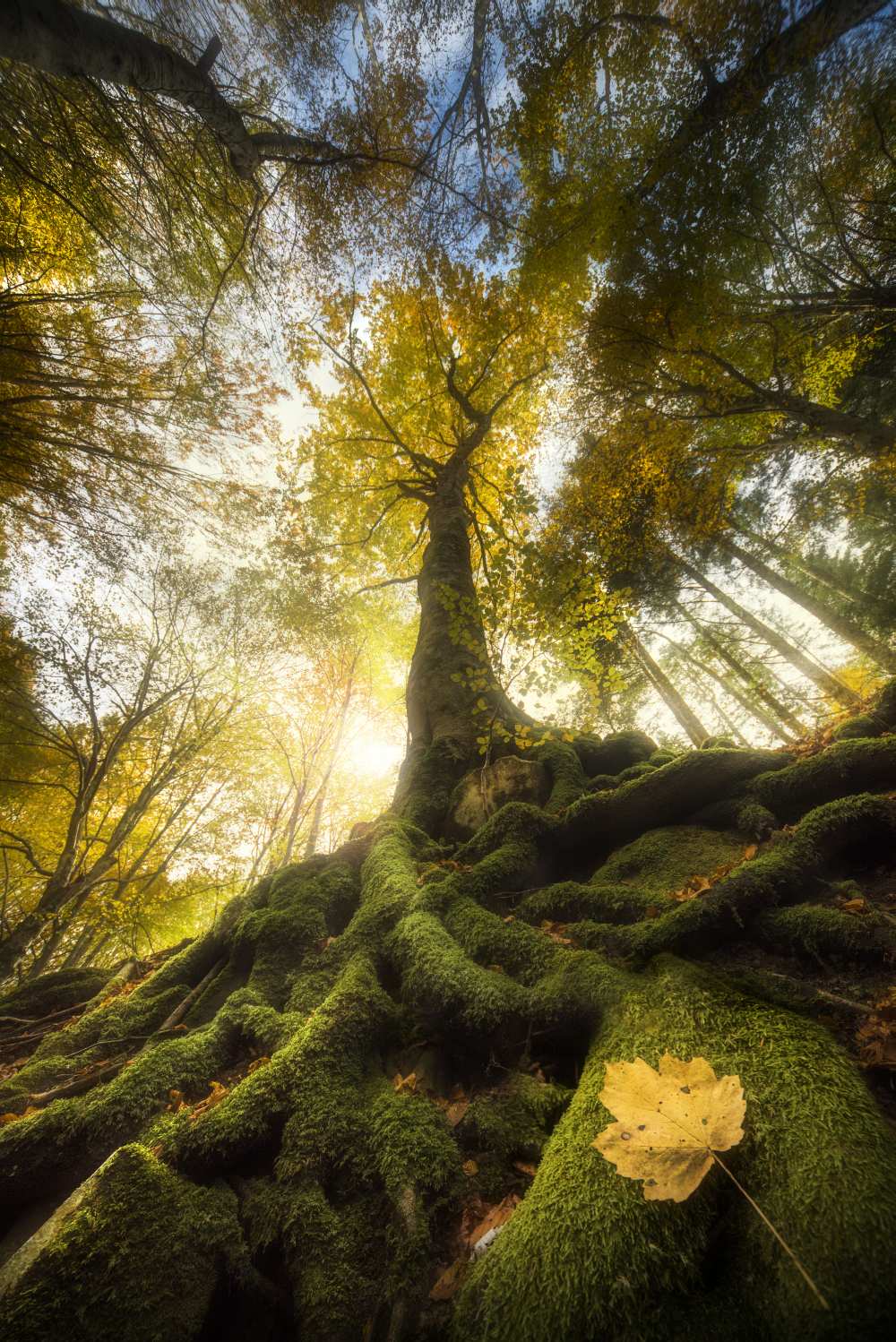 The goodbye of a leaf von Alberto Ghizzi Panizza