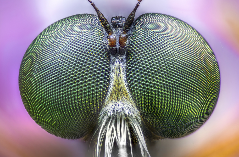 Amazing eyes von Alberto Ghizzi Panizza