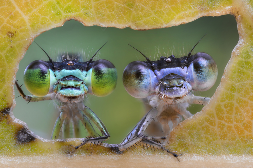 Two nice faces von Alberto Ghizzi Panizza