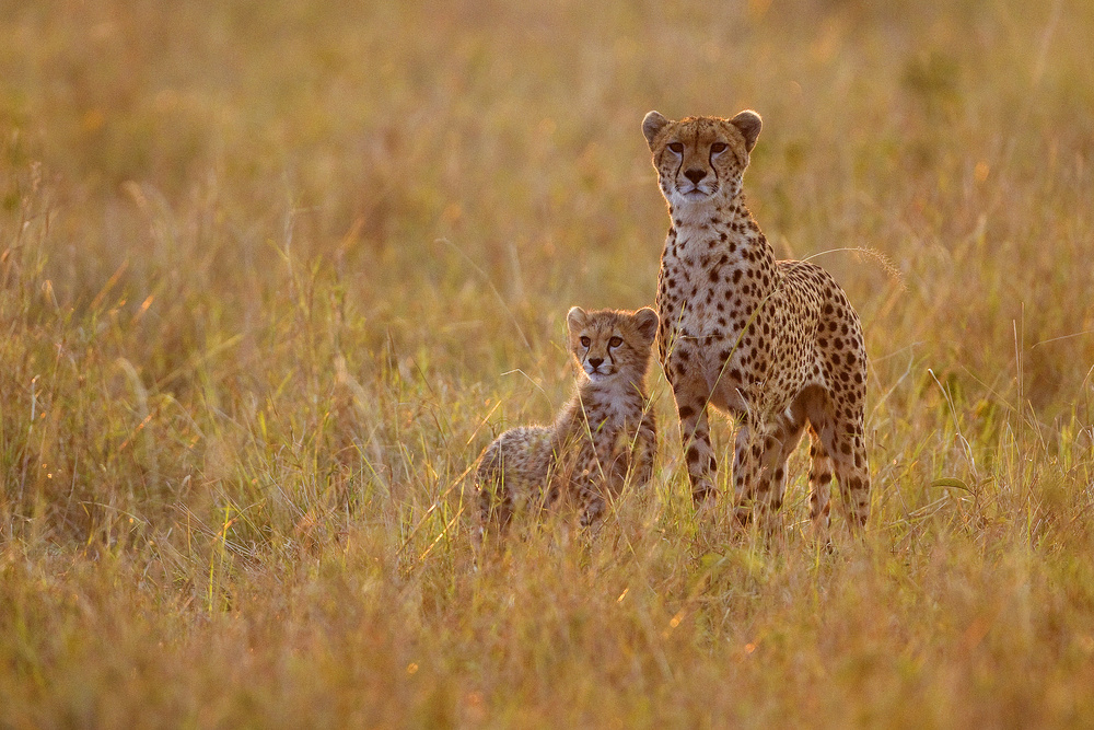 Mother and son von Alejandro Metzger