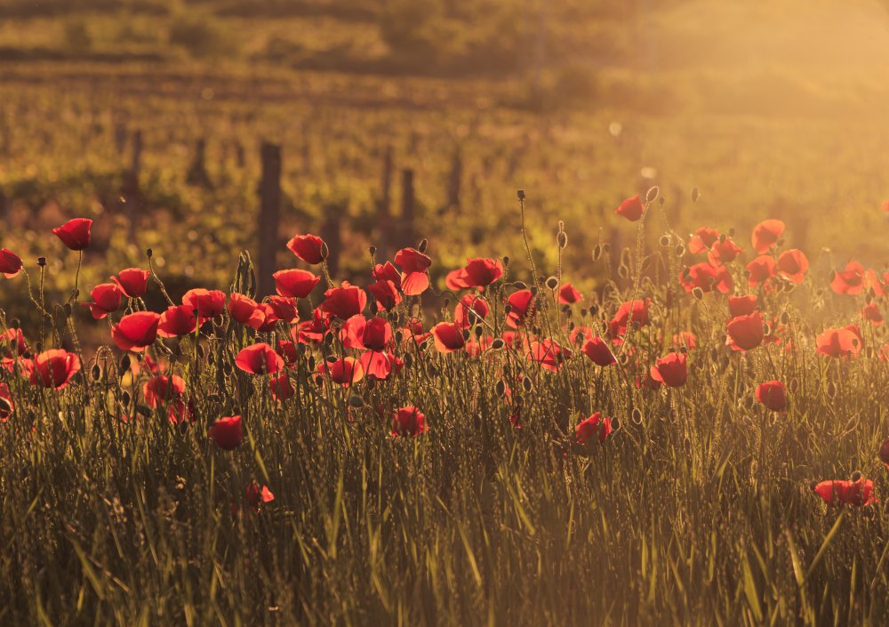 Sunkissed poppy field von Aleksandra Kiryakova