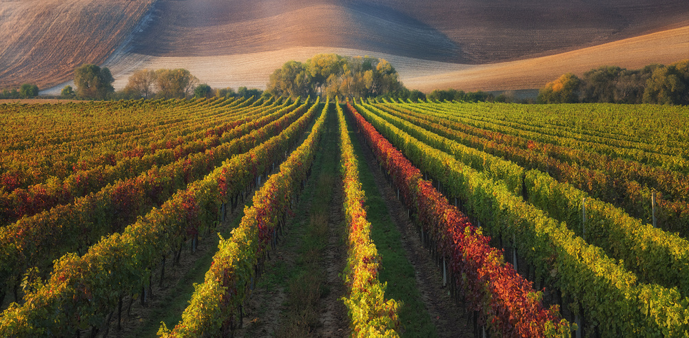 vineyard in Autumn von Ales Komovec