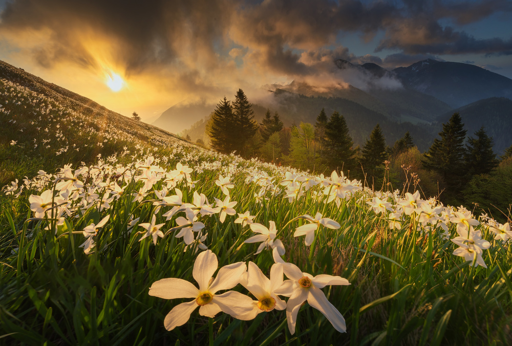 White carpet von Ales Komovec