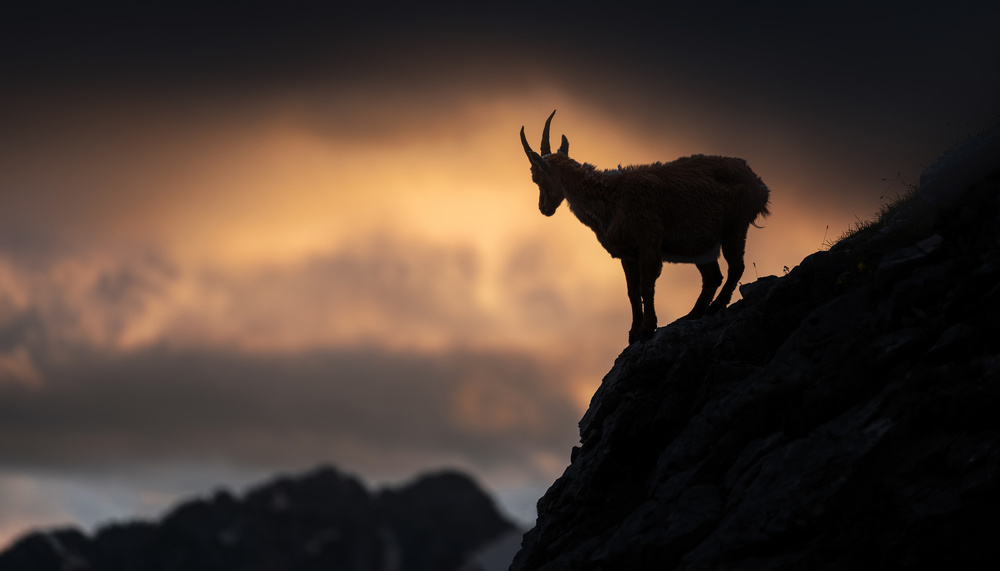 Alpine ibex von Ales Krivec