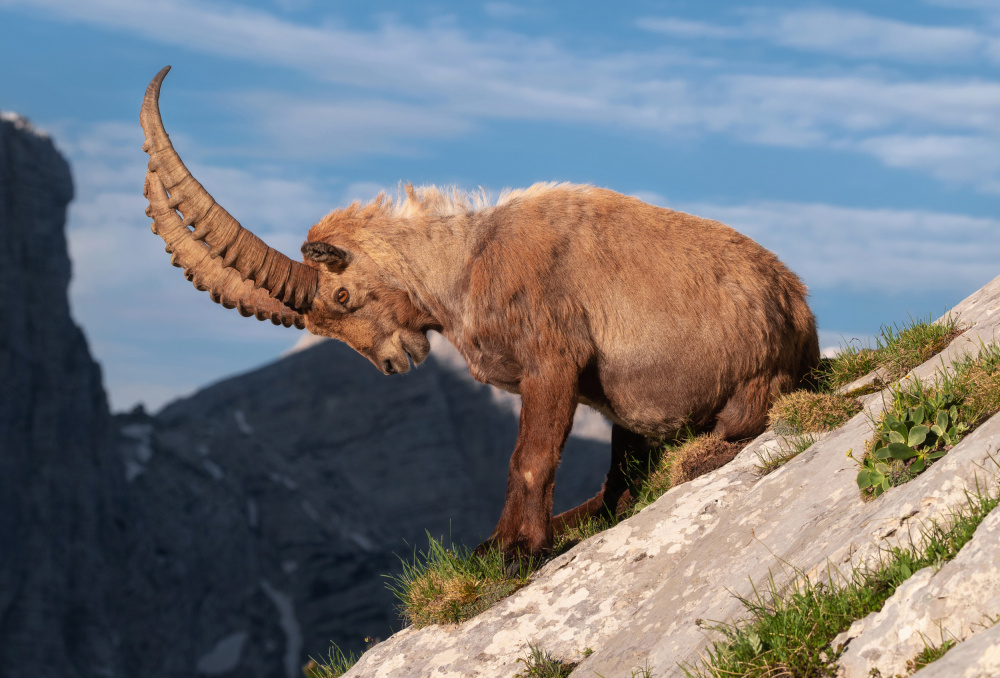 Alpine ibex von Ales Krivec