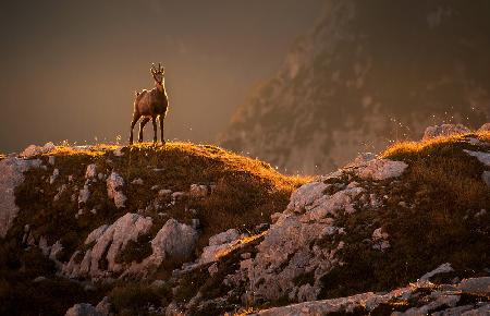 Mountain goat