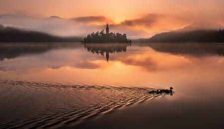 Duck family at Lake Bled