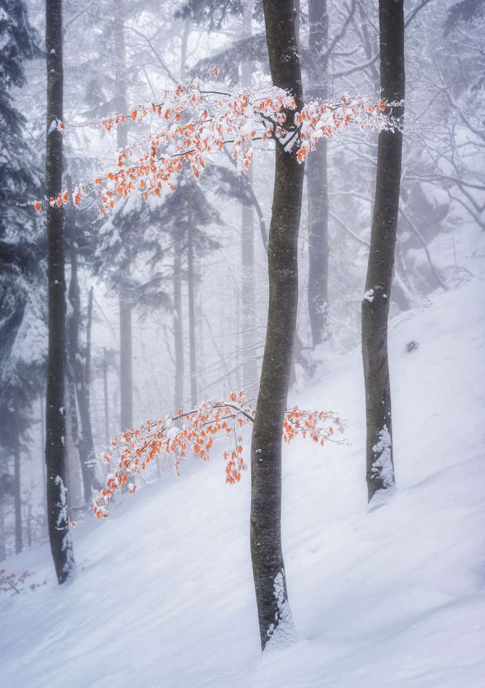 In the winter forest von Ales Krivec