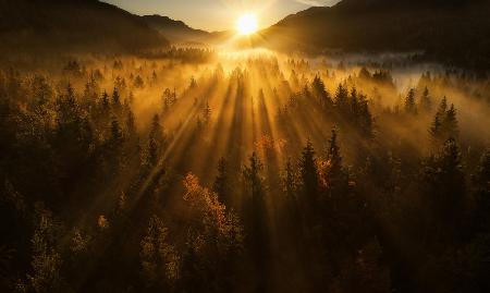 Aerial shot of an autumn forest