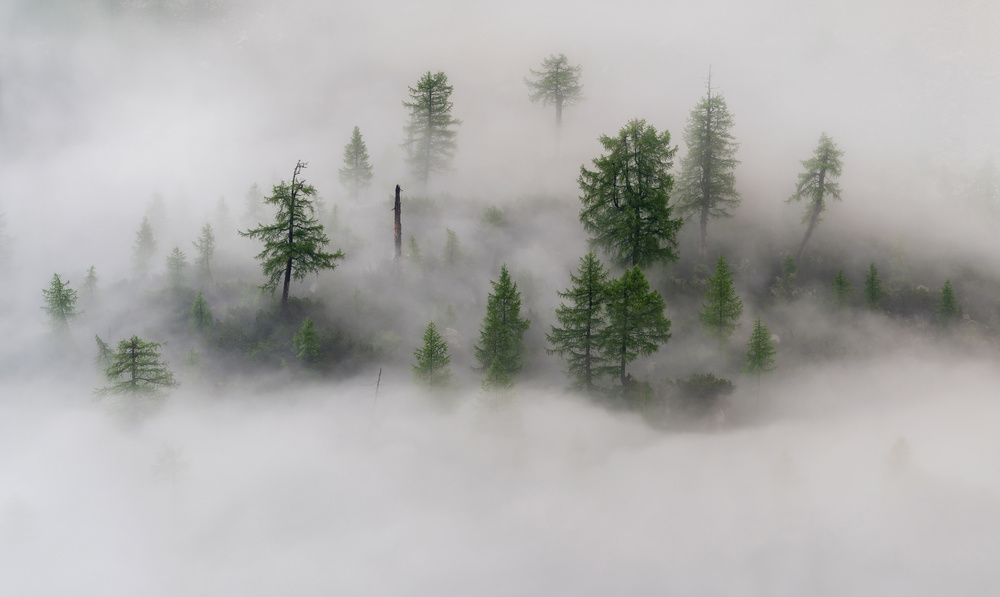 Mystical tree island von Ales Krivec