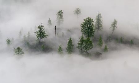 Mystical tree island