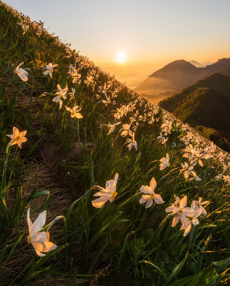 Daffodils von Ales Krivec