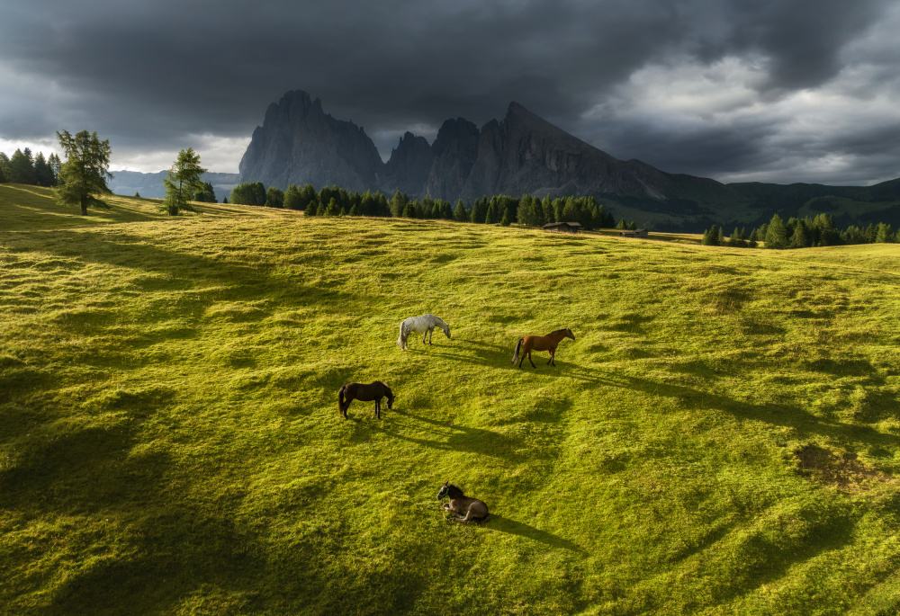 Horses in the Dolomites von Ales Krivec