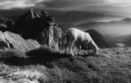 Sheep in the mountains