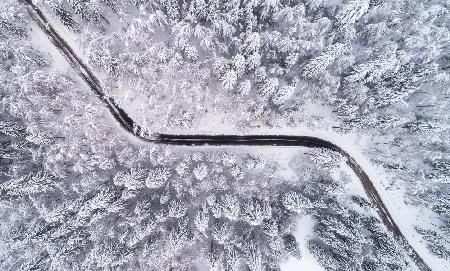 Road through the winter forest