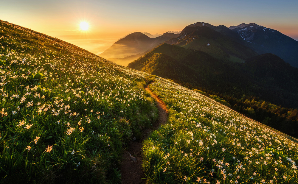 Among the daffodils von Ales Krivec