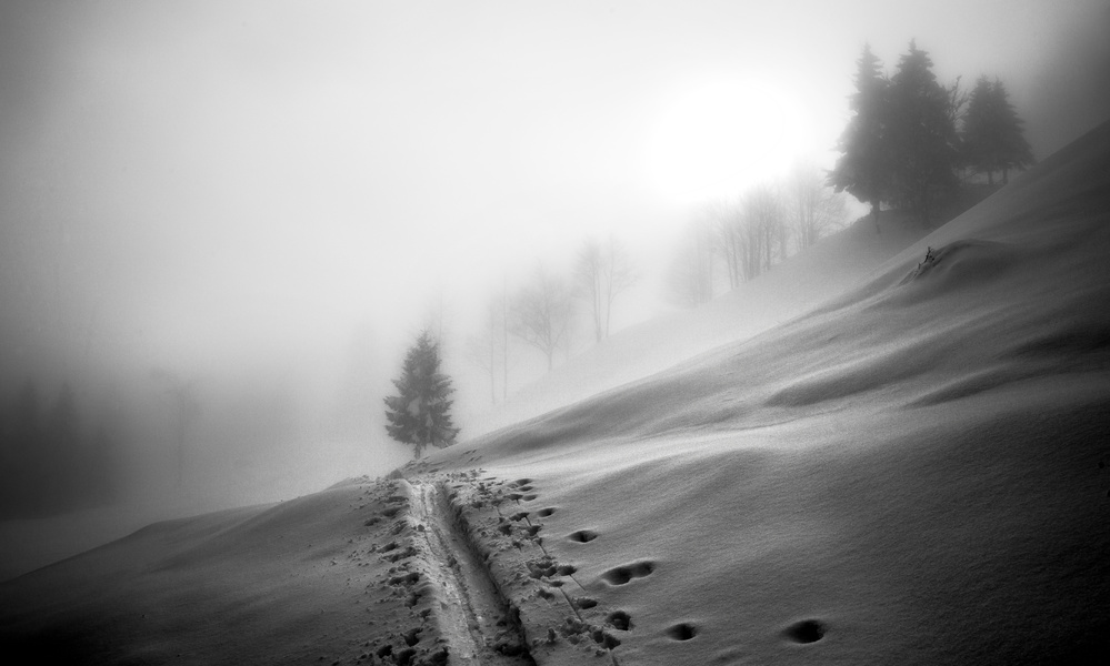 Path to the Tree von Ales Krivec